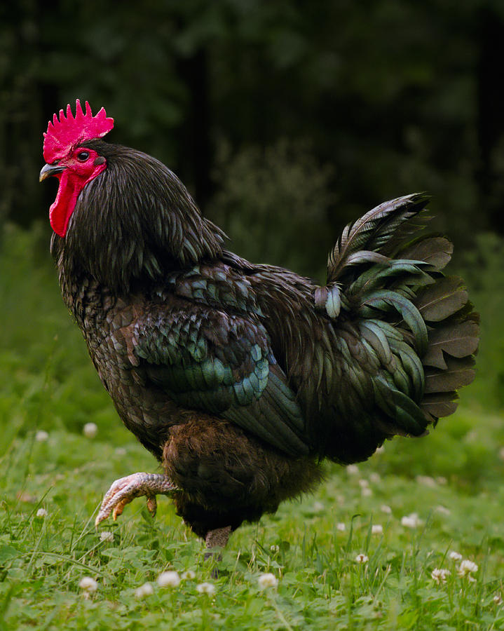 Jersey Giant Rooster Photograph by Grant Groberg
