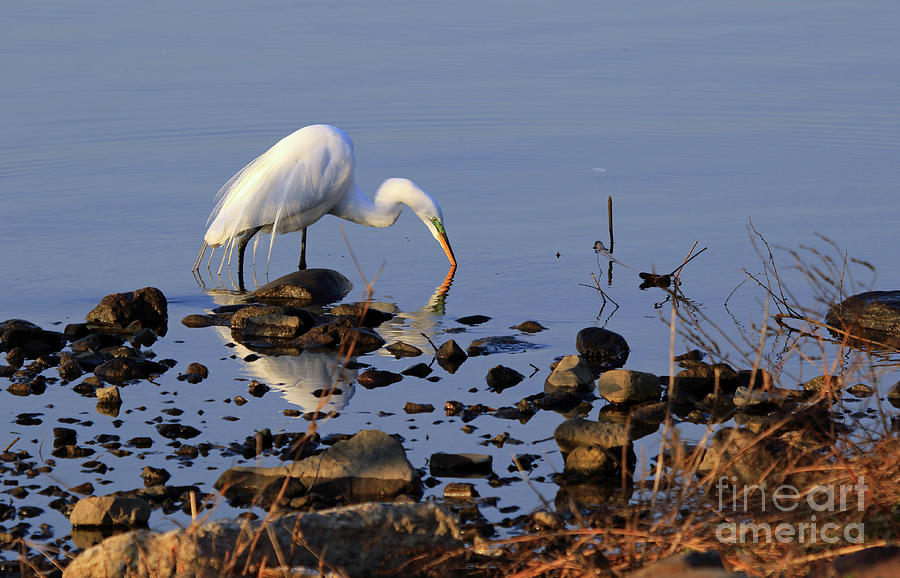 Jersey Meadowlands Egret Photograph by Mary Haber