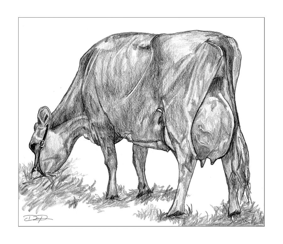 Jersey Milking Cow Drawing by Dan Pearce