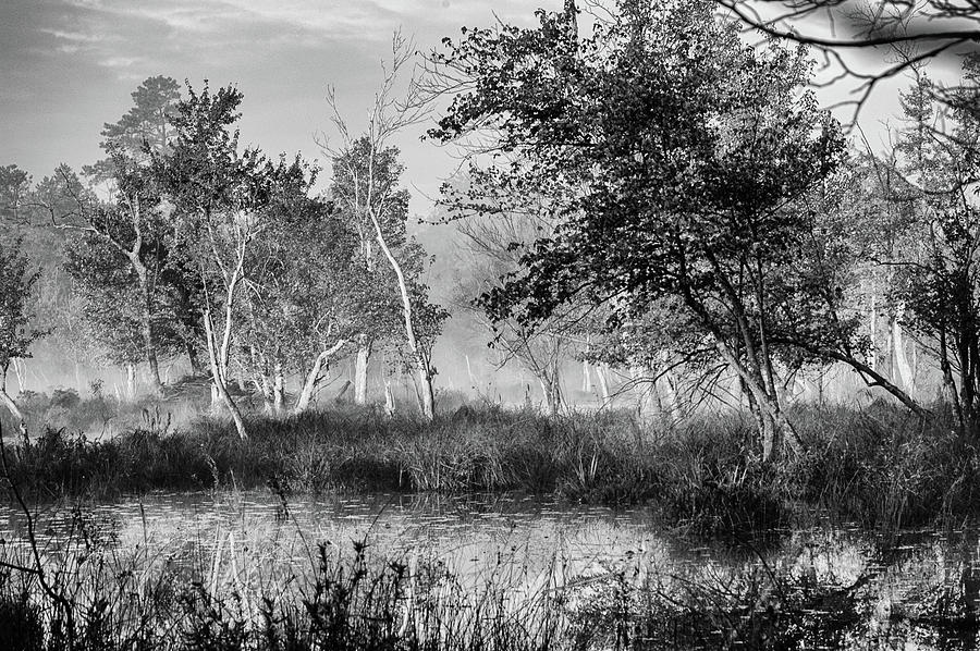 Jersey Pine lands in Black - White Photograph by Louis Dallara