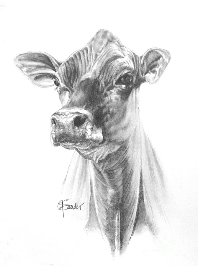 Portrait of a White Baby Jersey Cow Face · Creative Fabrica