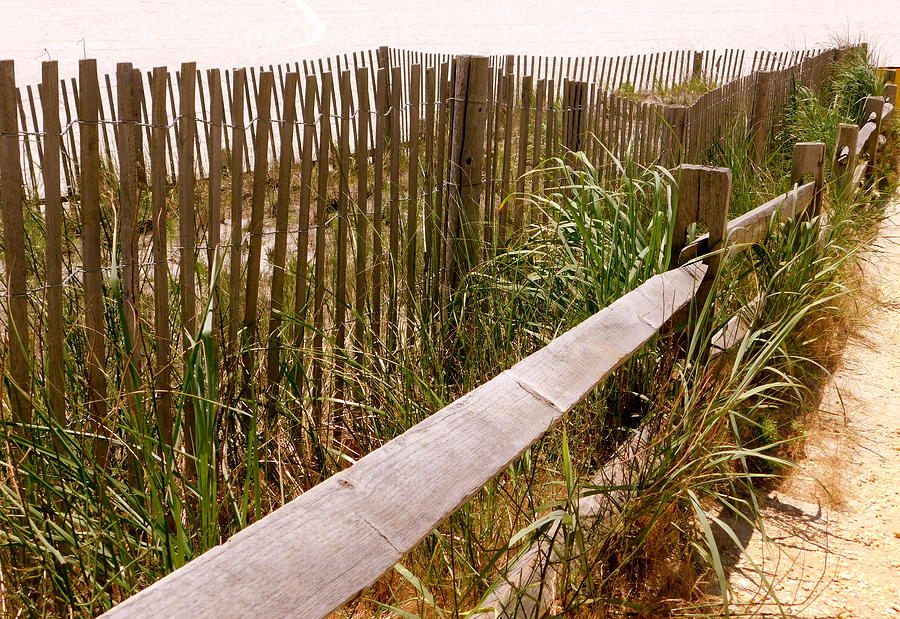 Jersey Shore - Along the Fence Photograph by Arlane Crump - Fine Art ...