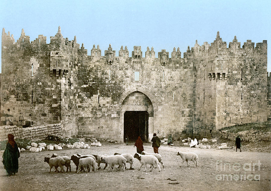 Sheep Photograph - Jerusalem: Damascus Gate by Granger