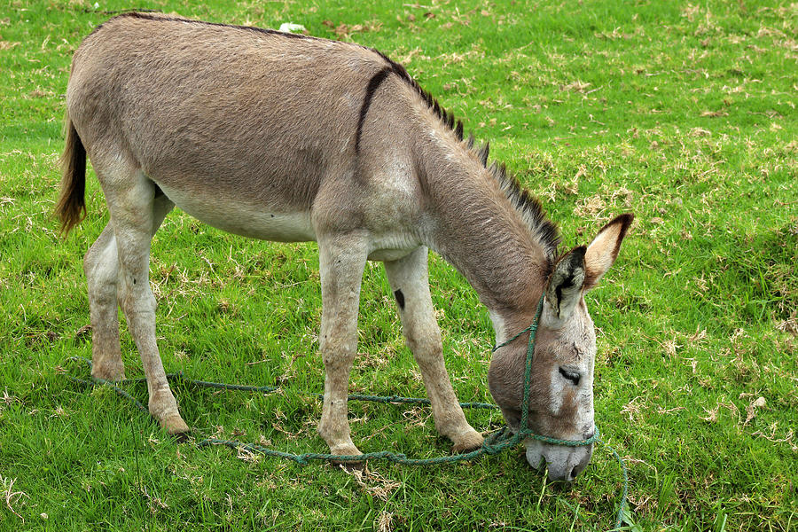 Jerusalem Donkey By Nava Thompson
