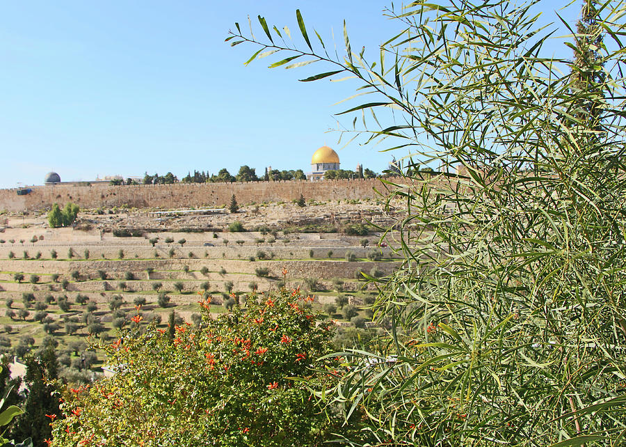 Jerusalem Plants Photograph by Munir Alawi