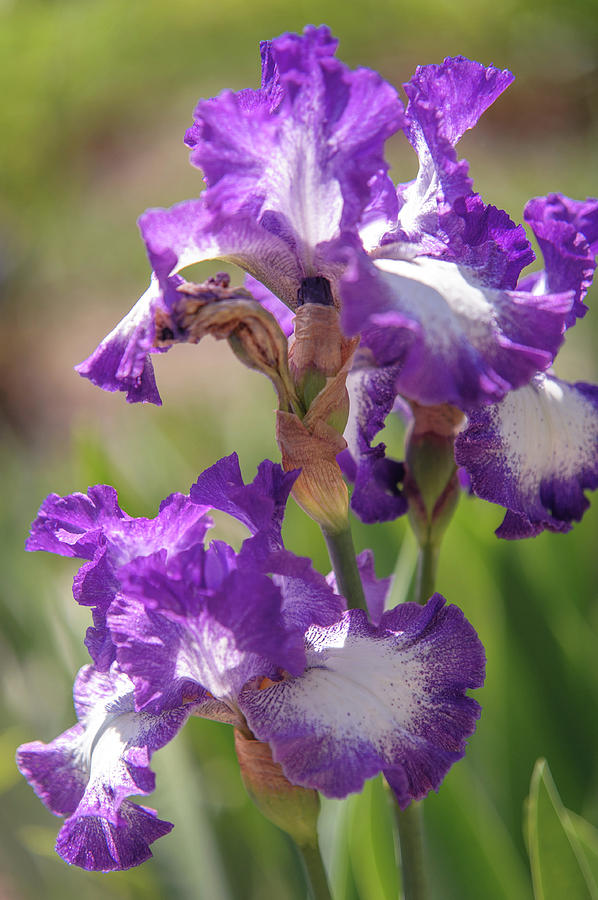 Iris Photograph - Jesses Song 1. The Beauty of Irises by Jenny Rainbow