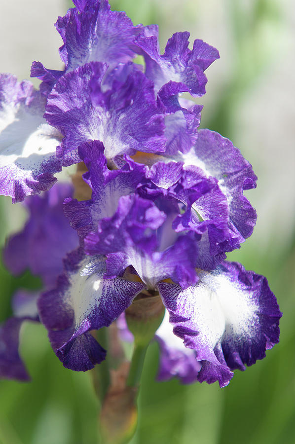Iris Photograph - Jesses Song. The Beauty of Irises by Jenny Rainbow