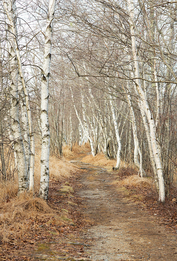 Jessup Path in Winter Photograph by Gordon Ripley