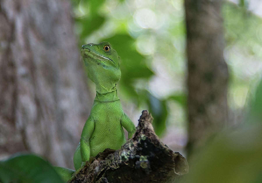 Jesus Lizard Photograph by Camilla Fuchs - Fine Art America