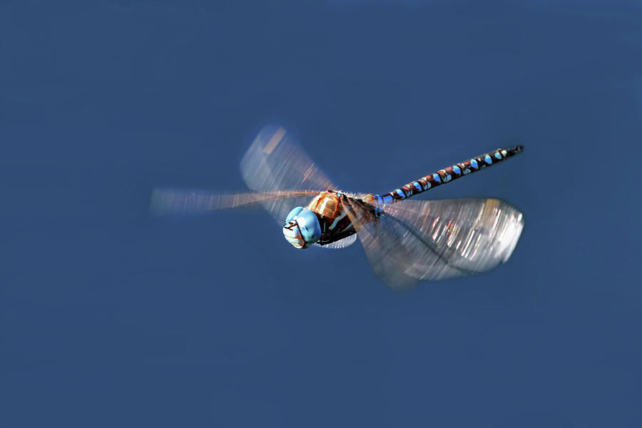 Insects Photograph - Jet Blue by Donna Kennedy