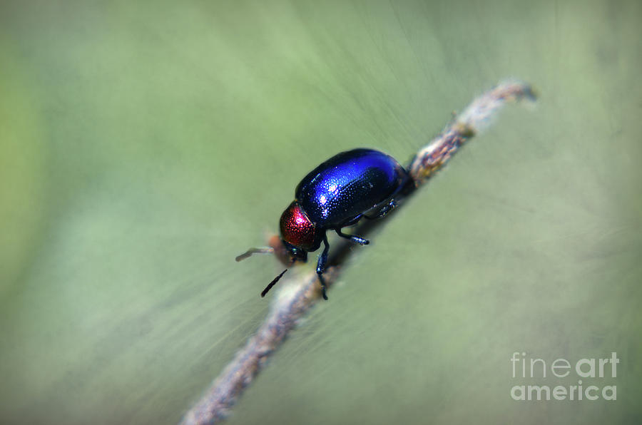 Up Movie Photograph - Jewel Beetle by Michelle Meenawong