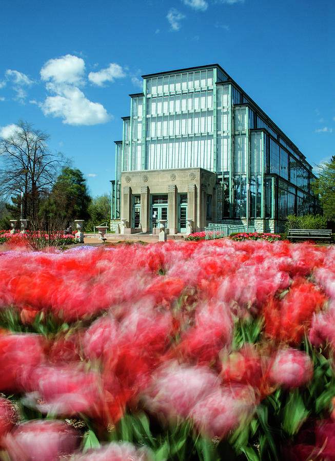 Jewel Box and Tulips in Forest Park Photograph by Garry McMichael