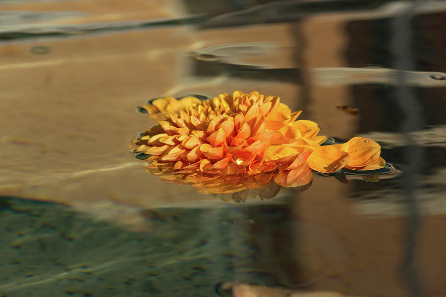 Jewel Drops - Orange Chrysanthemum Bloom Floating in a Fountain Photograph by Georgia Mizuleva