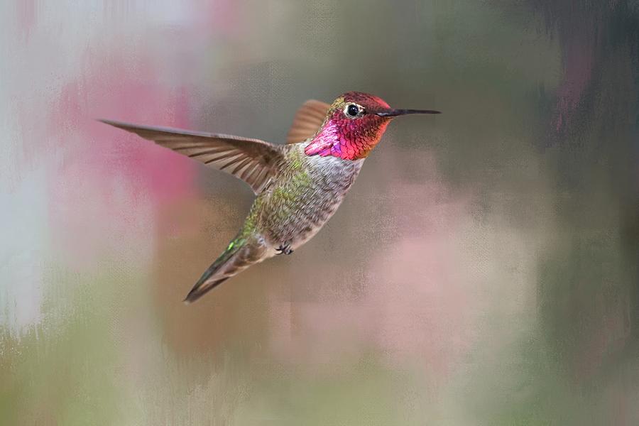 Hummingbird Photograph - Jewel of Jerome by Donna Kennedy