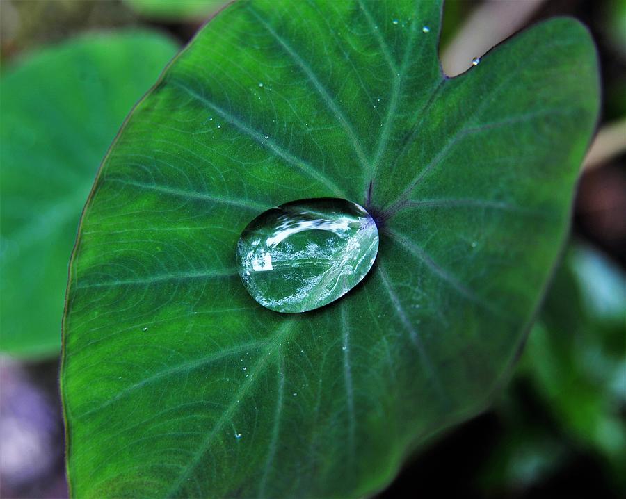 Jewel on Kalo Leaf from the Rain Photograph by Heidi Fickinger