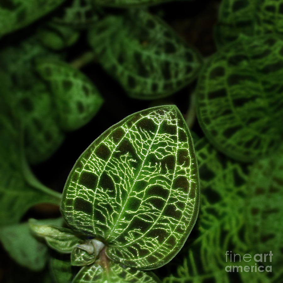 Jewel Orchid Leaves Photograph by Judi Bagwell