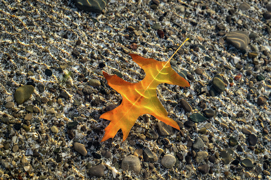 Jewel Toned Autumn in Golden Orange Photograph by Georgia Mizuleva