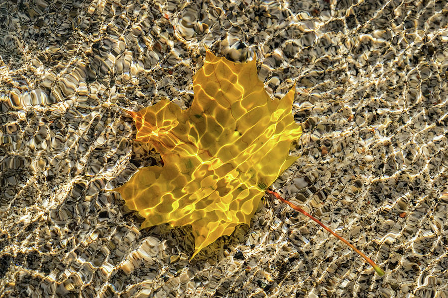 Jewel Toned Autumn in Silky Golden Yellow Photograph by Georgia Mizuleva