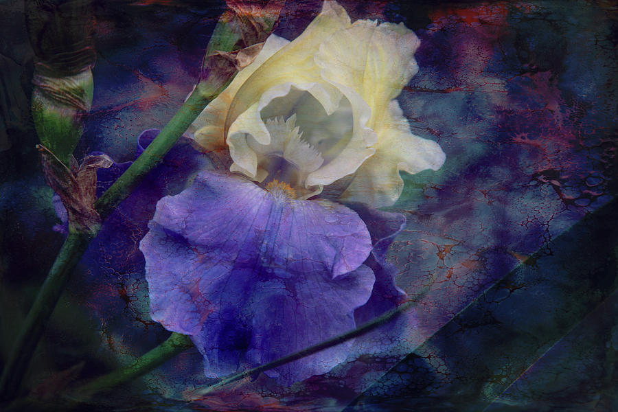Jeweled Iris Photograph by Toni Hopper