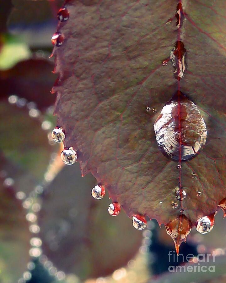 Jeweled Leaves Photograph by Patricia Strand