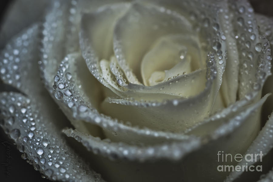 Nature Photograph - Jeweled Rose by Margaux Dreamaginations