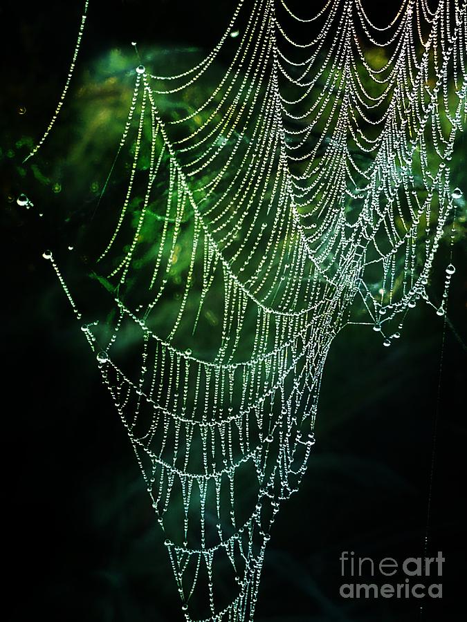 Jeweled Web Photograph by Maria Urso