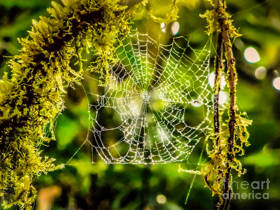 Jeweled Web Photograph by Margaux Dreamaginations