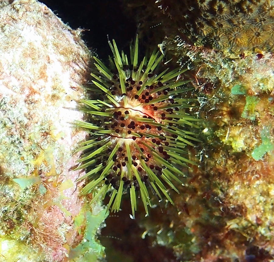 Jewell Sea Urchin Photograph by Amy McDaniel