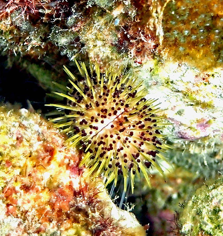 Jewell Urchin on Coral Reef Photograph by Amy McDaniel