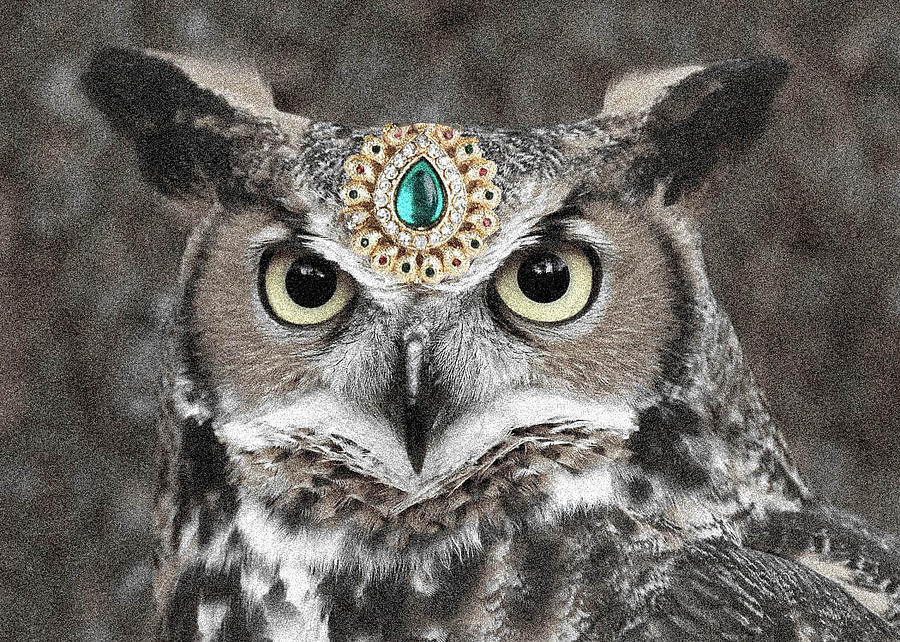 Jewelled Owl Photograph by Sumit Mehndiratta