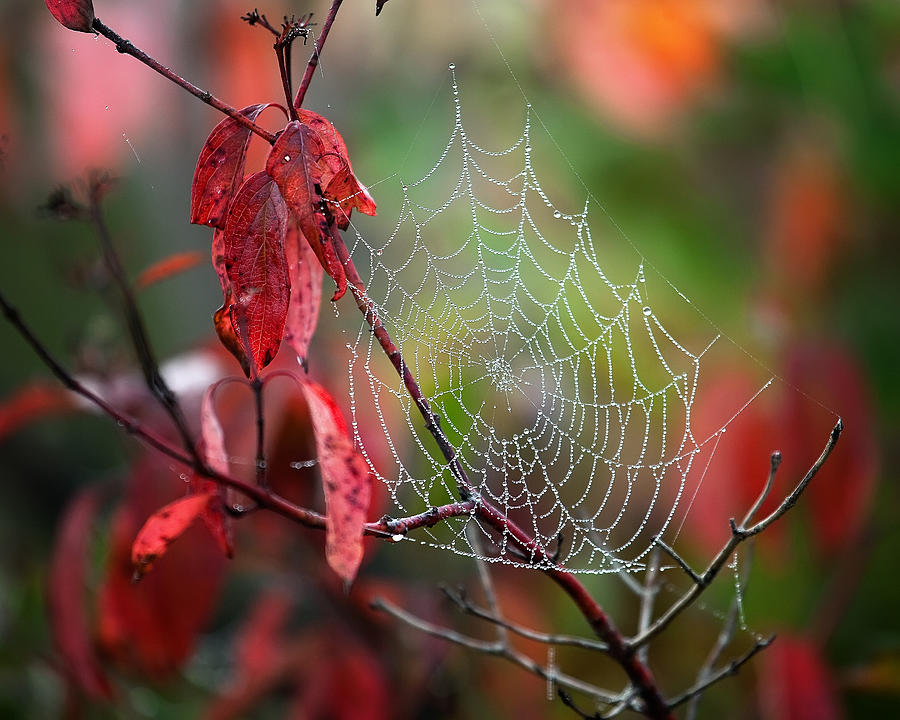 Jewelled Spider Web Photograph by Al  Mueller