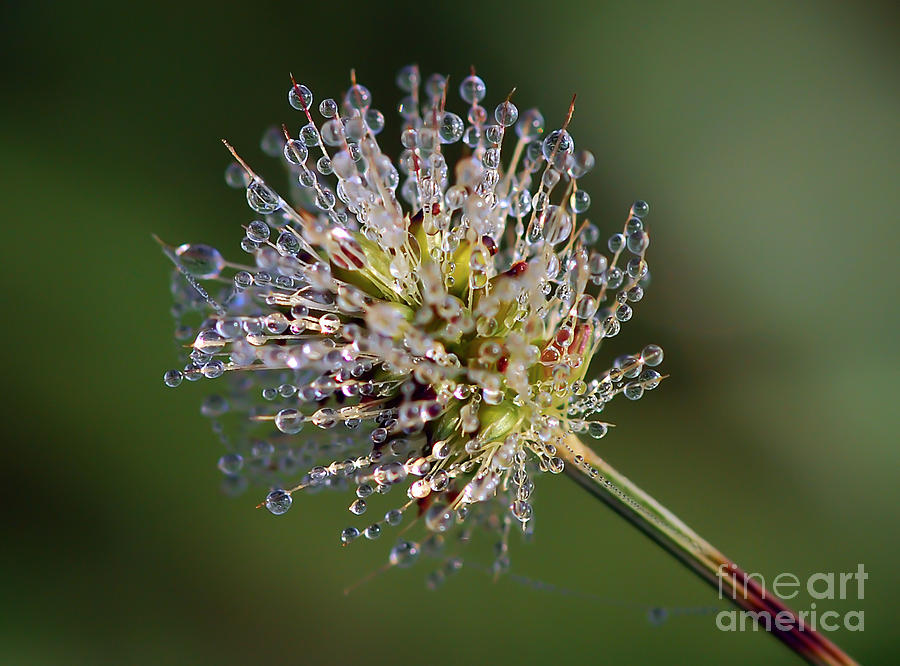 Jewels In Nature - 2 Photograph