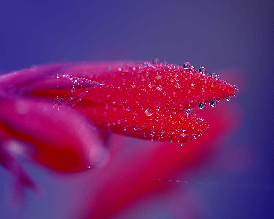 Nature Photograph - Jewels Liquefied by Darby Donaho