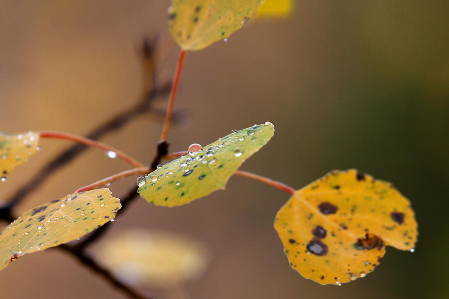 Jewels of Autumn Photograph by Jim Garrison