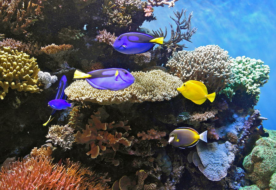 Jewels Of The Coral Reef Photograph