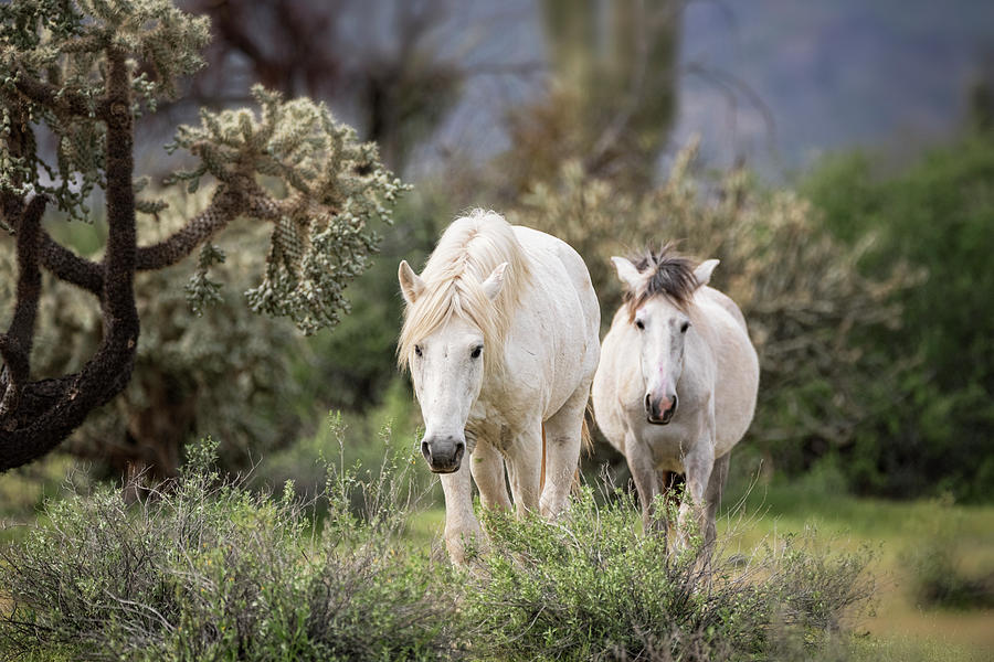 Horse Photograph - Jewels of the Desert  by Saija Lehtonen