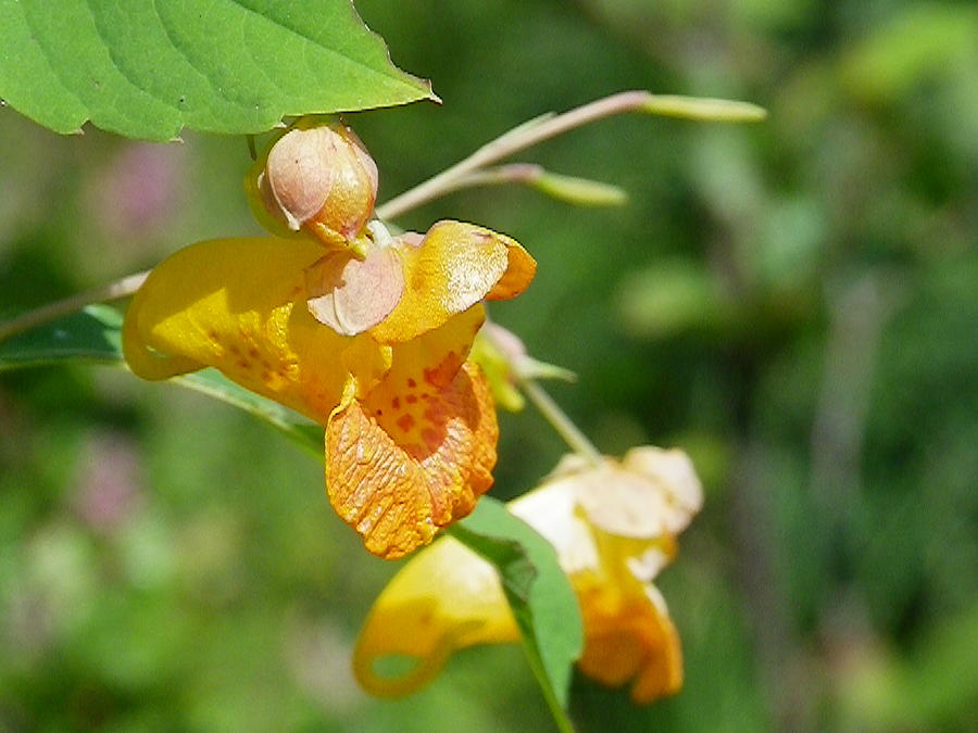 Jewelweed Photograph by Peggy King