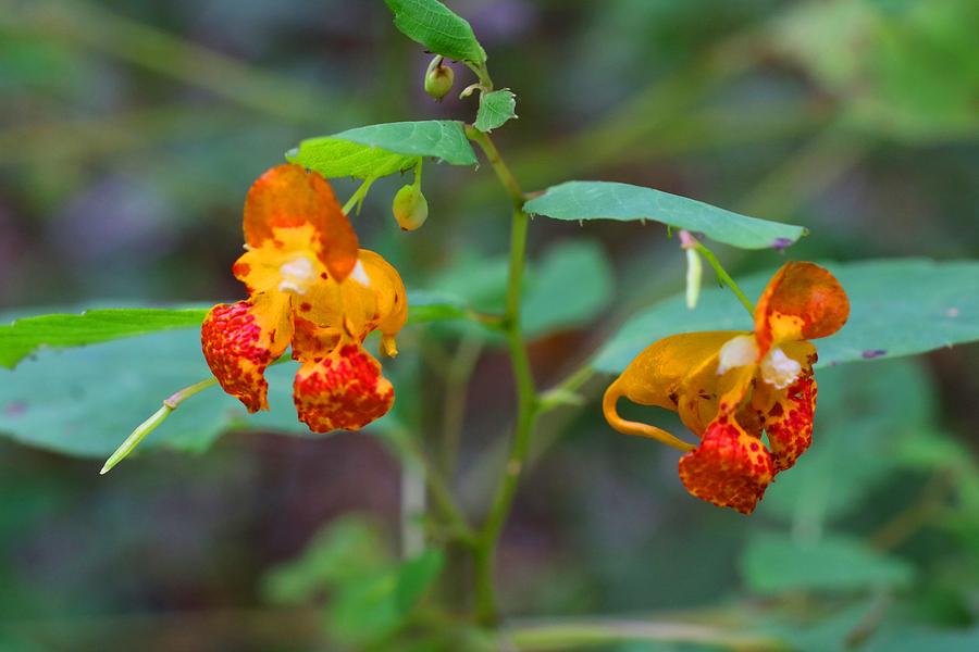 Jewelweeds Photograph by Kathryn Meyer - Pixels