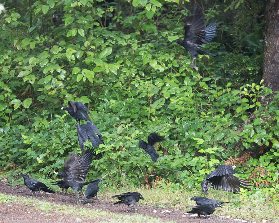 Jims Ravens Photograph by Steven Natanson