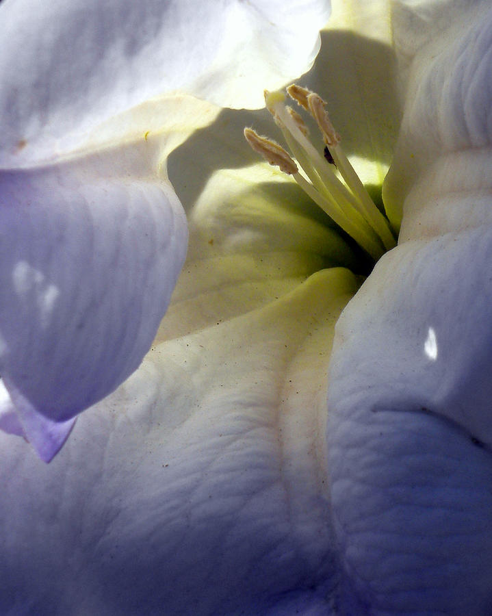 Jimson Weed Seduction Photograph by Sandy Fisher