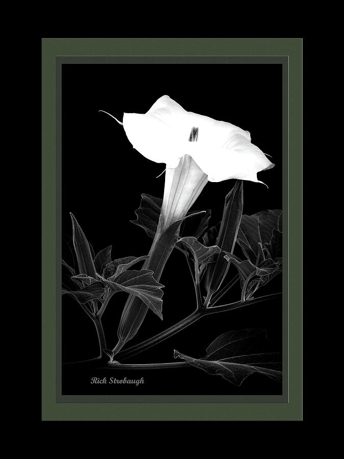Jimsonweed Bloom BW grn Photograph by Rick Strobaugh