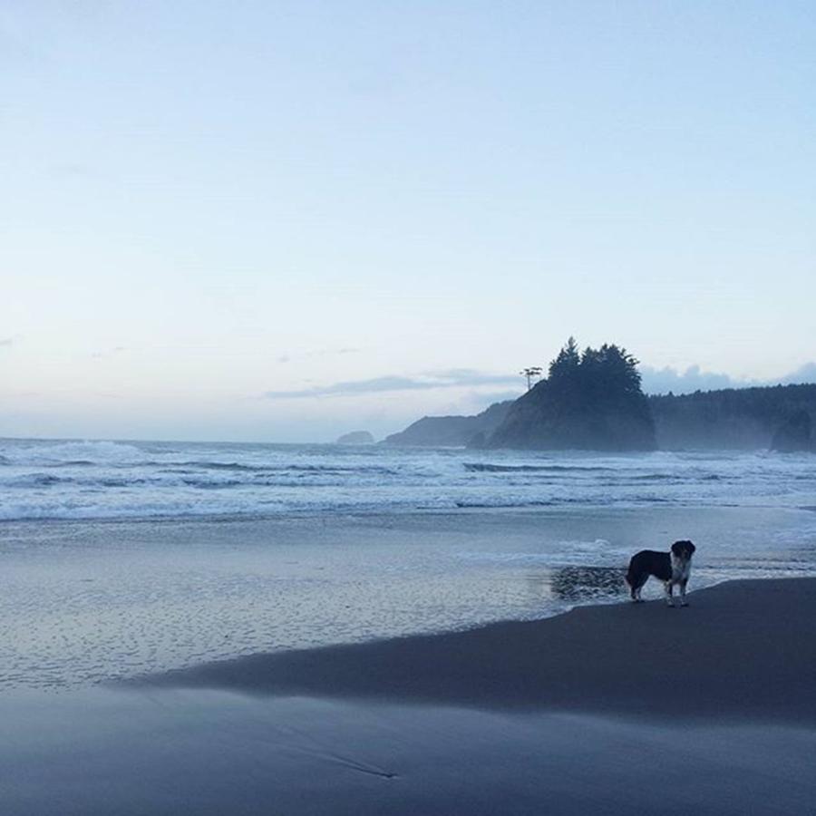Beach Photograph - #jj_forum_1471 #latergram #beach #dog by Tricia Elliott