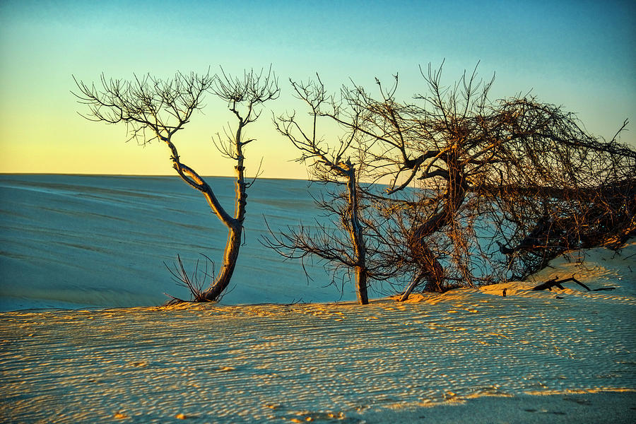 Landscape Photograph - Jockey Ridge Sentinels by Donald Brown