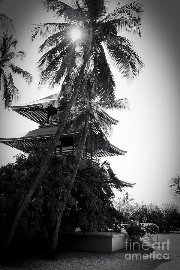 Jodo Shu  Beautiful Palms at Chion-in Japanese-style Temple  Lahaina Maui Hawaii  Photograph by Sharon Mau