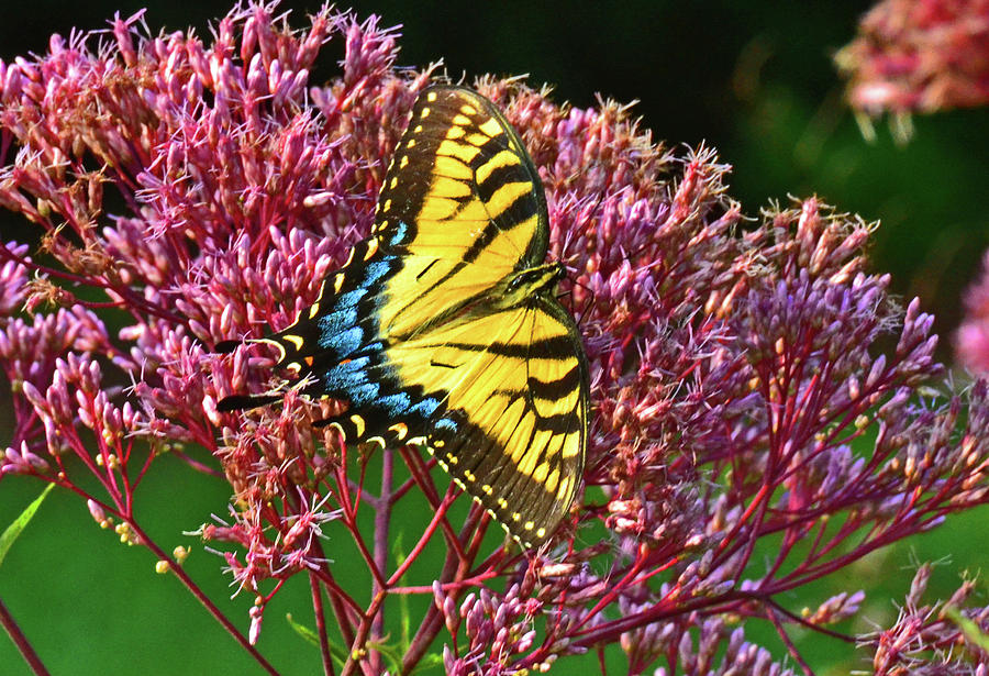 Joe Pye Weed And Friend 006 Photograph by George Bostian