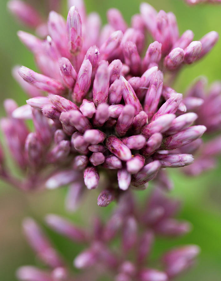 Joe-Pye Weed Photograph by Steve Konya II | Fine Art America