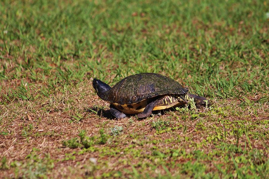 Jogging Turtle Style Photograph by Cynthia Guinn