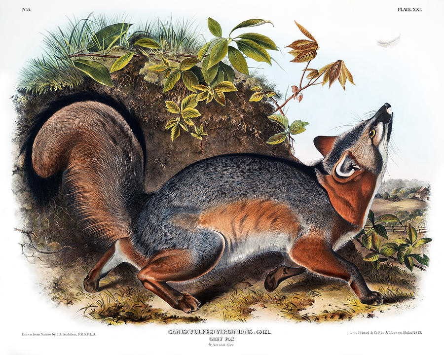 Grey Fox Antique Print John Audubon Quadrupeds of North America Painting by Orchard Arts