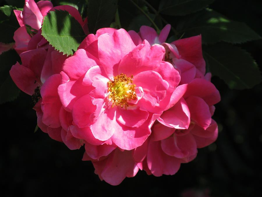 John Cabot rose Photograph by M E Cieplinski - Fine Art America