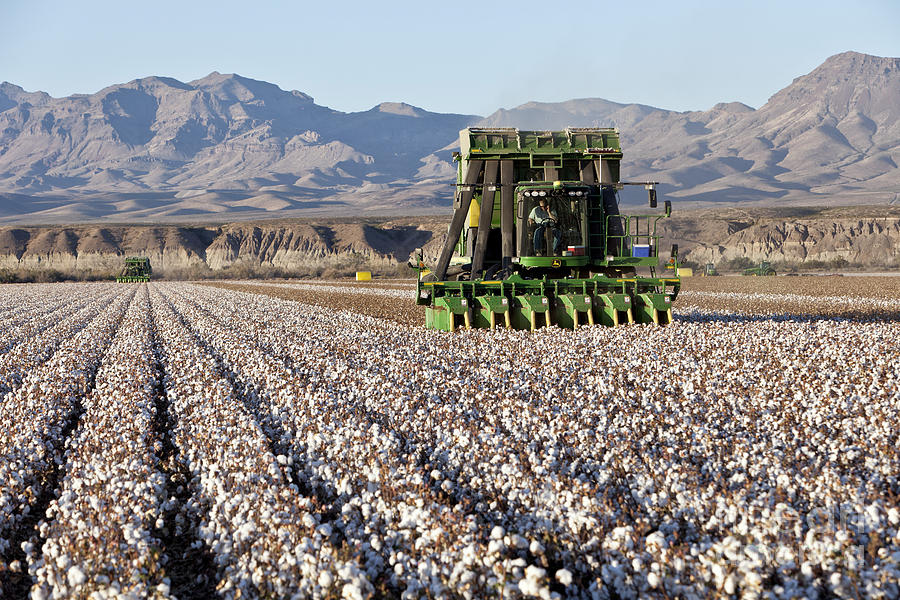 John Deere Cotton Pickers Harvesting Photograph by Inga Spence